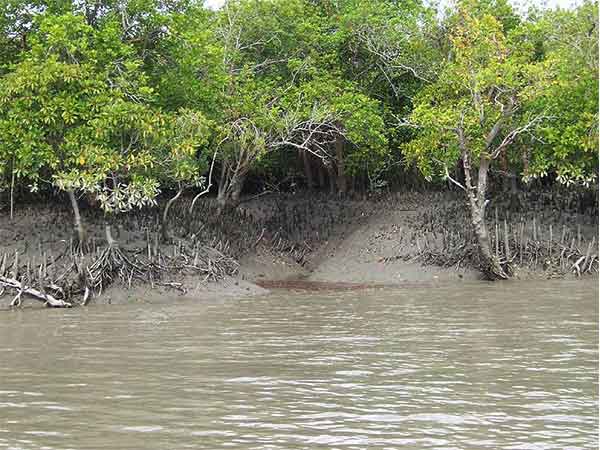 3. Sundarbans, West Bengal – Home Of The Largest Mangrove Forests