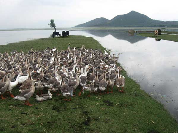 15. Wular Lake, Jammu and Kashmir – The Shrinking Lake