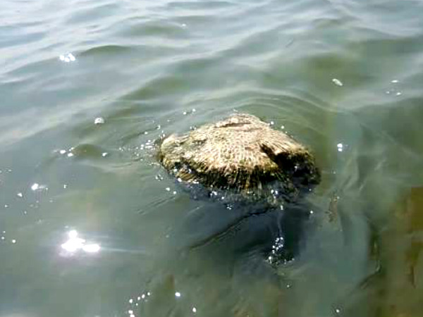 The Floating Stones, Tamil Nadu