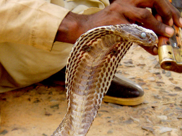 The Land of Snakes, Maharashtra