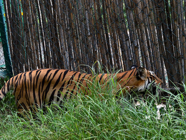 bannerghatta national park bangalore bannerghatta national park bangalore
