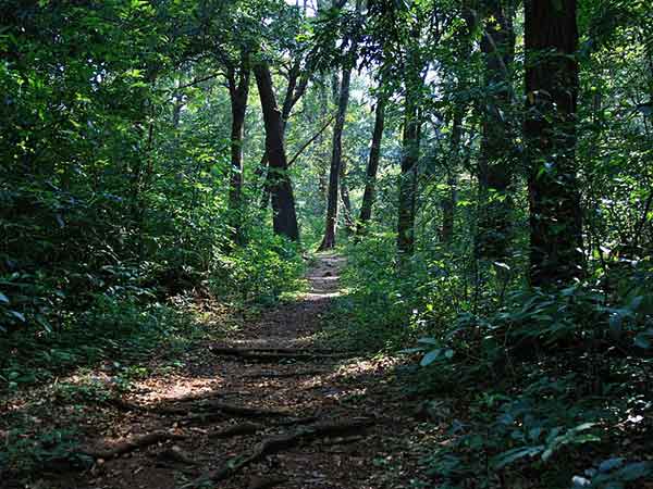 cotigao wildlife sanctuary goa cotigao wildlife sanctuary goa