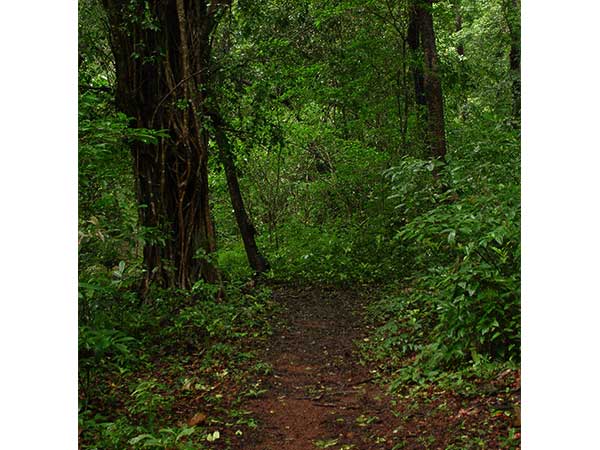 cotigao wildlife sanctuary goa cotigao wildlife sanctuary goa