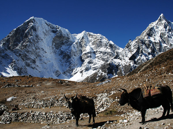 Go On Yak Safari