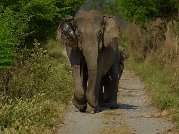 6. Corbett