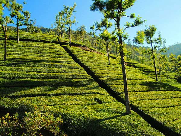 5. Ooty