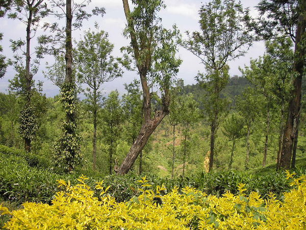 2. Nelliyampathy Hill