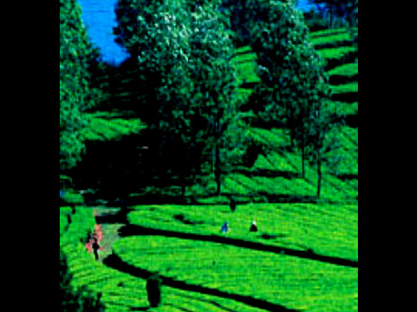 3. Padagiri