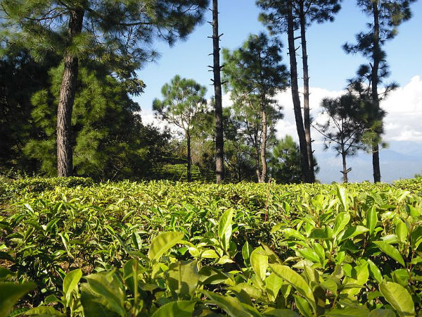 2. Kausani Tea Estate