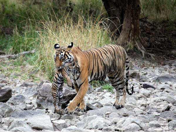 Ranthambore National Park