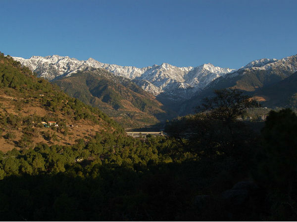 palampur tea gardens palampur tea gardens