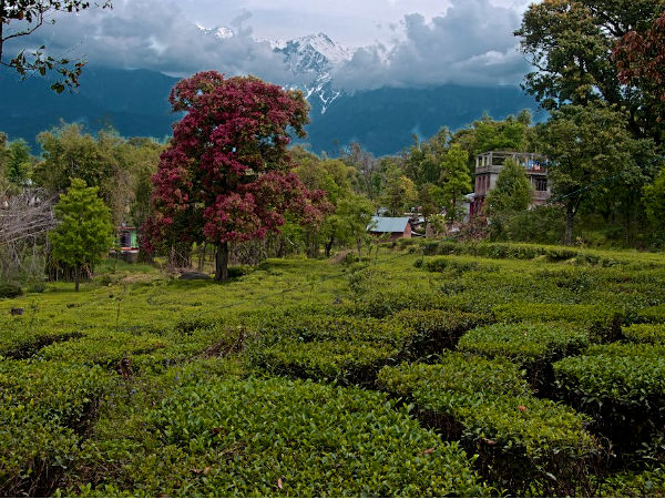 palampur tea gardens palampur tea gardens