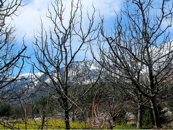 palampur tea gardens palampur tea gardens