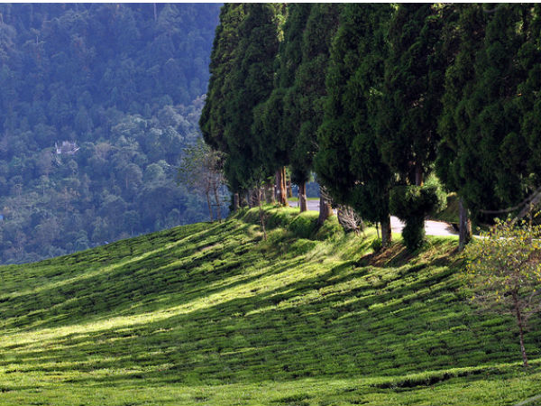 6. Temi Tea Garden
