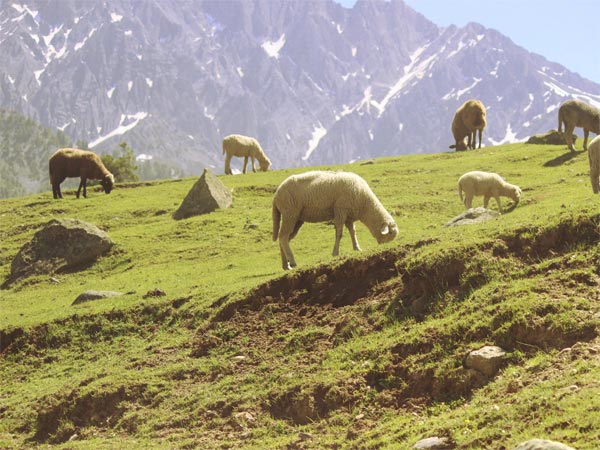 Best Time To Visit Sonamarg