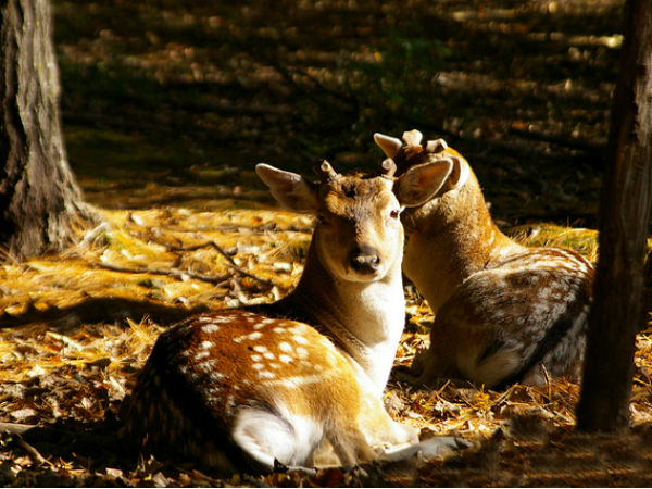 2. Gulmarg Biosphere Reserve