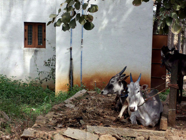 6. Jain Farm