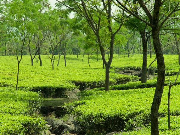 02.Know More About Dooars