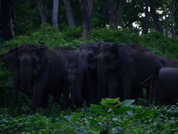1. Chapramari Wildlife Sanctuary