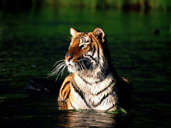 2. Buxa Tiger Reserve