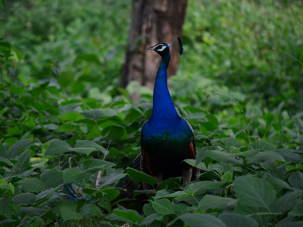 3. Gorumara National Park
