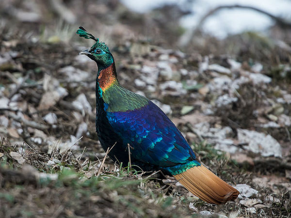 3. Kedarnath Wildlife Sanctuary
