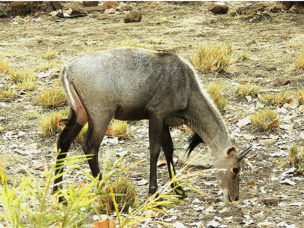 1. Van Vihar National Park