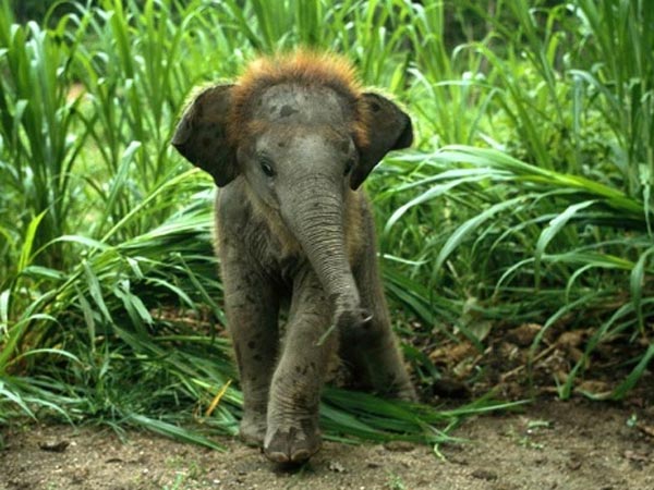 Benog Wildlife Sanctuary
