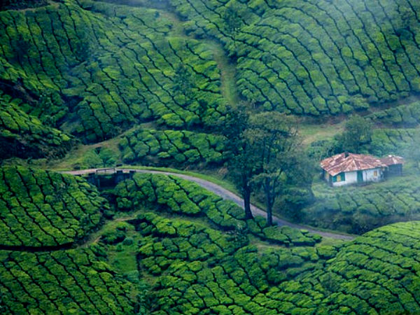 4. Head To The Tea Plantations Of Munnar Instead Of The Boh Plantation