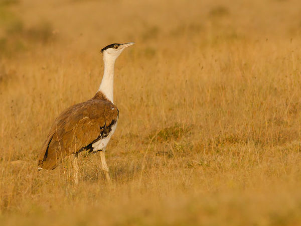 1. Rajasthan For The Great Indian Bustard