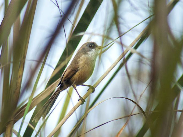 2. Punjab For Sind Jerdon's Babbler
