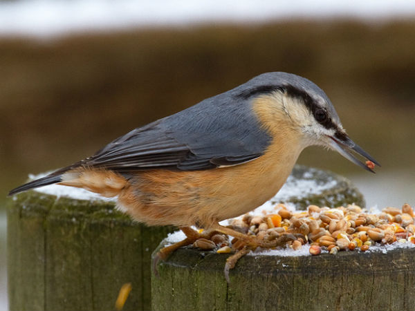 3. Arunachal Pradesh For Yunnan Nuthatch