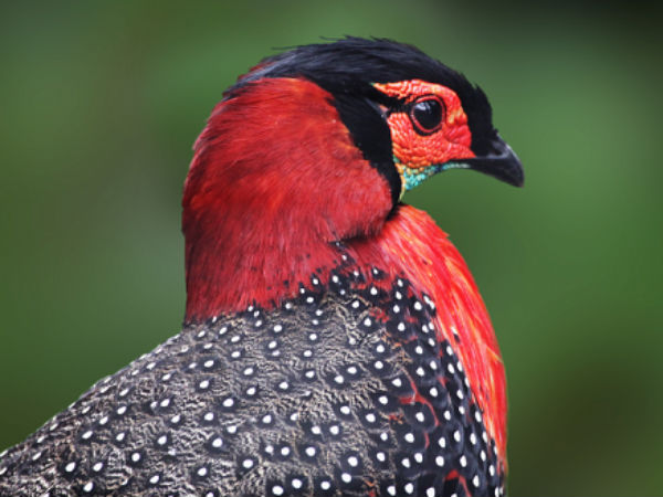 4. Himachal Pradesh For Western Tragopan