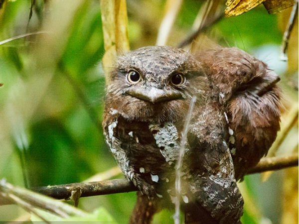 5. Kerala For Sri Lanka Frogmouth