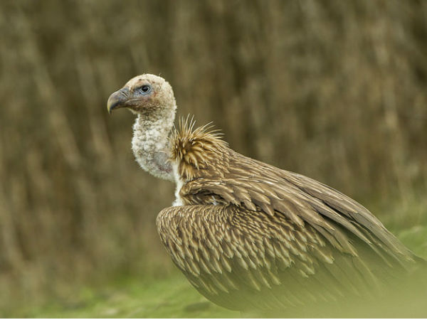 6. Rajasthan For Himalayan Griffon