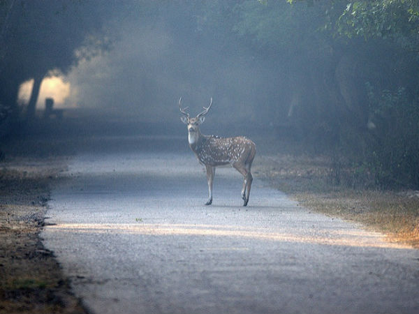 1.Keoladeo National Park, Rajasthan