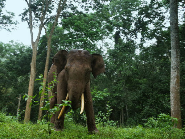 2.Bandipur National Park, Karnataka