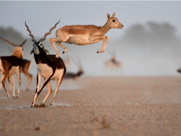 3. Tal Chappar Wildlife Sanctuary, Rajasthan