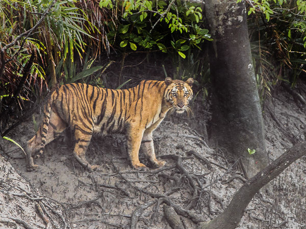 4. Sundarbans Tiger Reserve, West Bengal