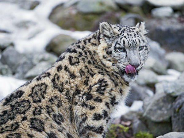 5.Hemis National Park, Ladakh