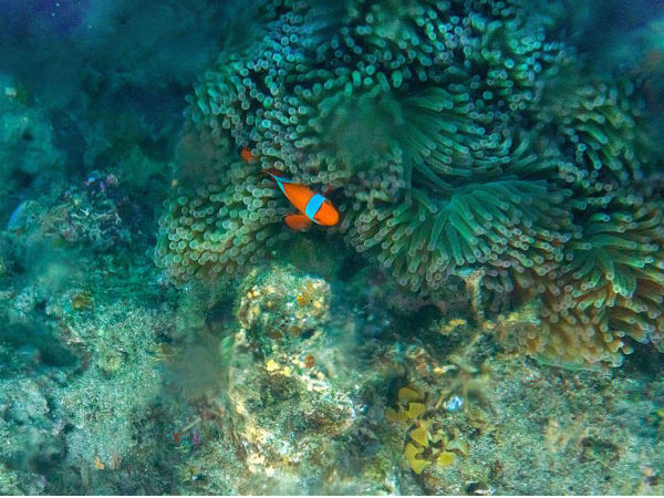 7. Mahatma Gandhi Marine National Park, Andaman Islands