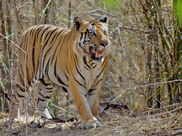 8. Bandhavgarh National Park, Madhya Pradesh
