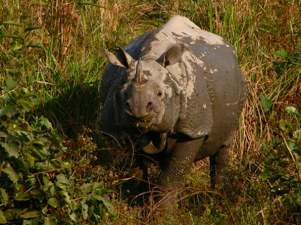 10. Kaziranga National Park, Assam