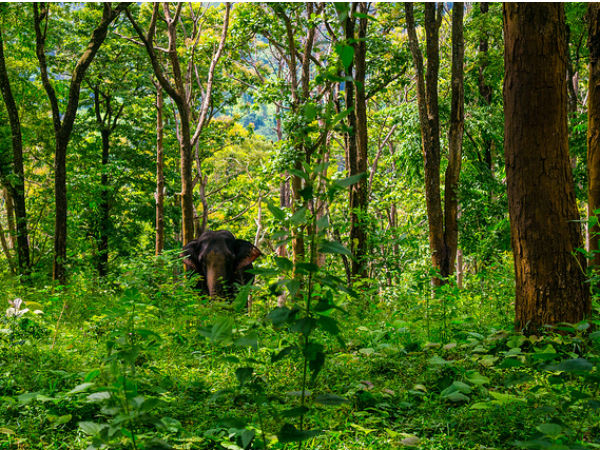 7. Western Ghats – Our Very Own Amazon Forest