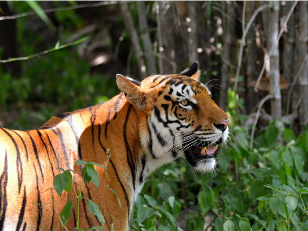 2. Koyna Wildlife Sanctuary