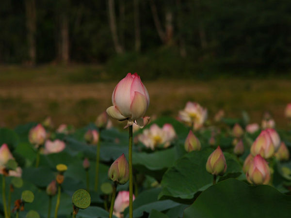 3. Kalpataru Botanical Gardens