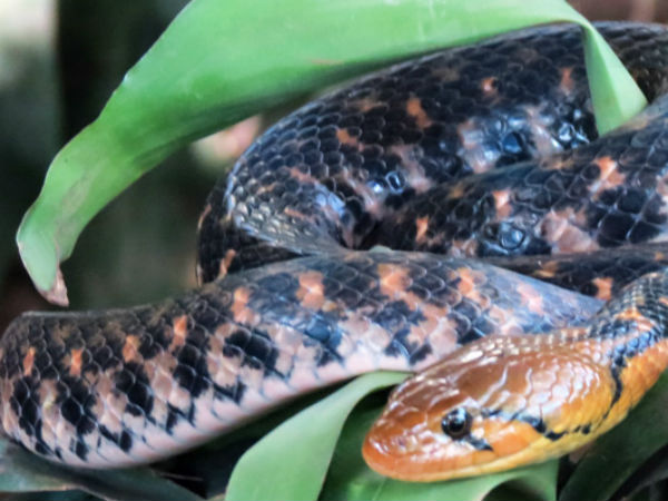 Katraj Snake Farm