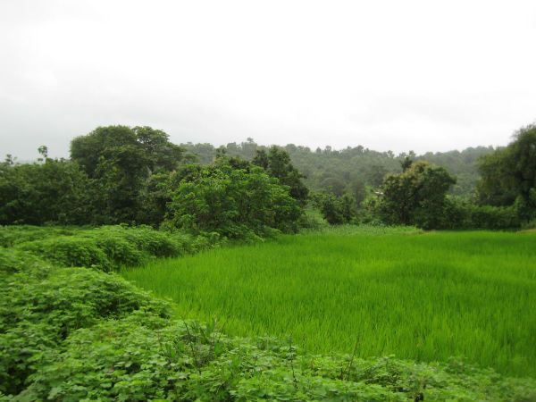 Best Time To Visit Dahanu Bordi