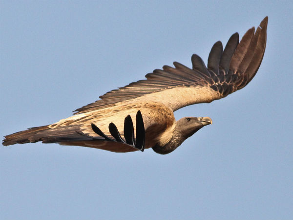 1. Ramadevara Betta Vulture Sanctuary
