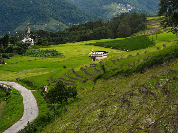 7. Ziro